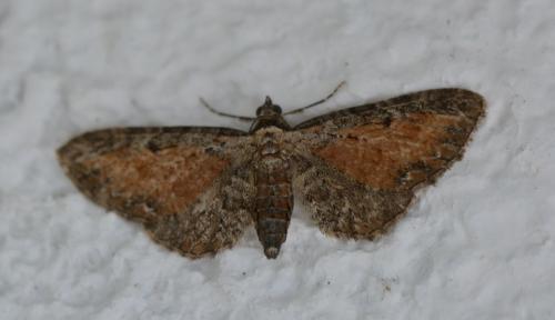 Réf. 348 099 : Eupithecia icterata